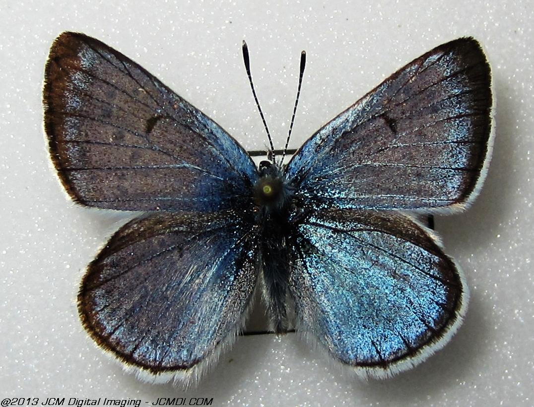 Unidentified Blue